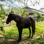 Приют для лошадей на Пхукете. Обратная сторона туризма