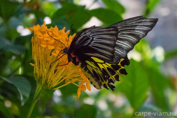 phuket-butterfly-garden-12