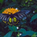 Парк бабочек и мир насекомых на Пхукете