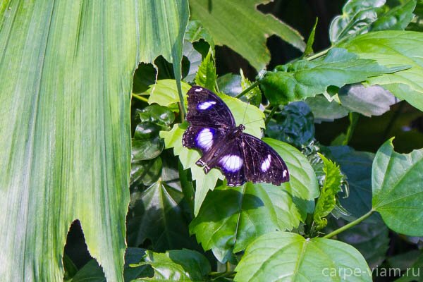phuket-butterfly-garden-15