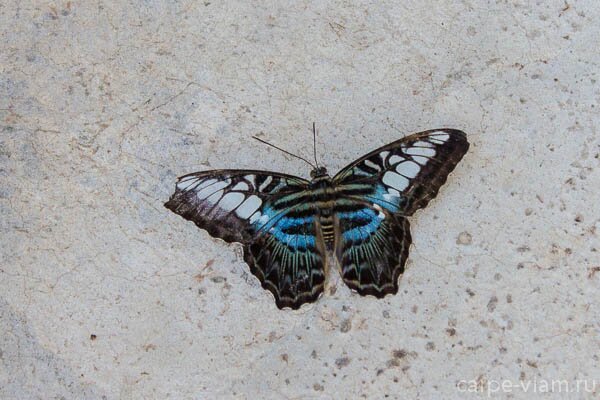 phuket-butterfly-garden-16