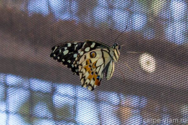 phuket-butterfly-garden-18