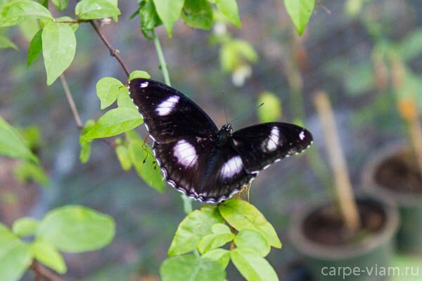 phuket-butterfly-garden-20