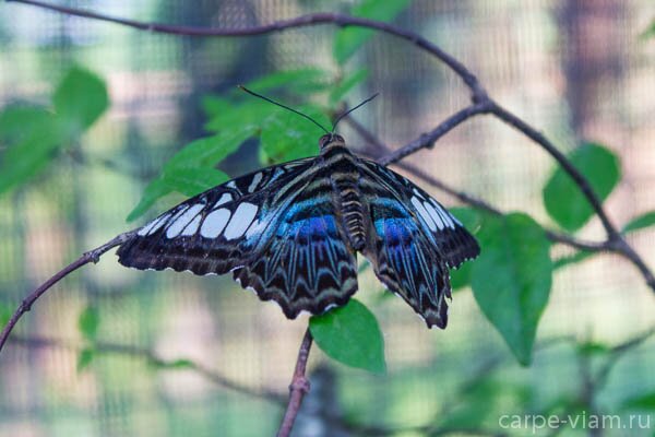 phuket-butterfly-garden-21