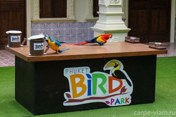 phuket-bird-park-19
